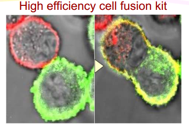 Cosmo bio轉(zhuǎn)染精品—— GenomONETM HVJ‐E Transfection Kits  