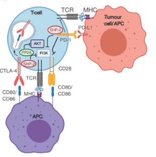 帶您了解免疫檢查點(diǎn)靶點(diǎn)之CTLA-4