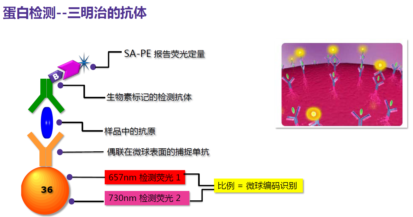 細(xì)胞因子風(fēng)暴檢測(cè)——助力新冠狀病毒治療